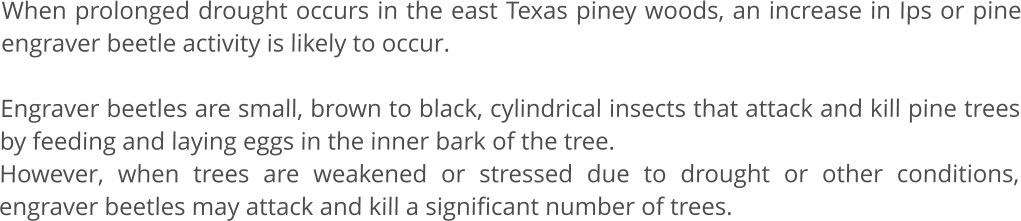 When prolonged drought occurs in the east Texas piney woods, an increase in Ips or pine engraver beetle activity is likely to occur.   Engraver beetles are small, brown to black, cylindrical insects that attack and kill pine trees by feeding and laying eggs in the inner bark of the tree.  However, when trees are weakened or stressed due to drought or other conditions, engraver beetles may attack and kill a significant number of trees.