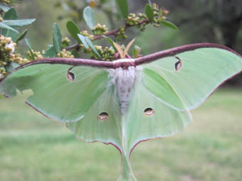 butterfly by Master Hughes